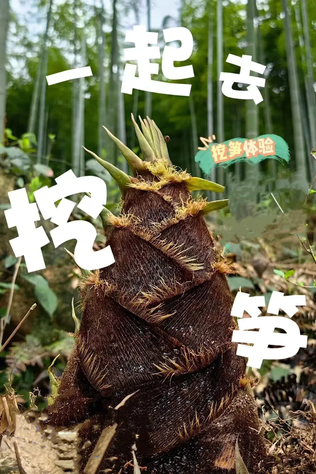 694ae7c045863baa5e7cf33ac0d8dd0f-sz_2660871