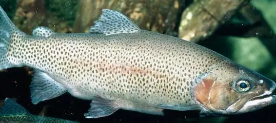 70552c367552a76a70ab0fe4b9630b4f-sz_40674-2