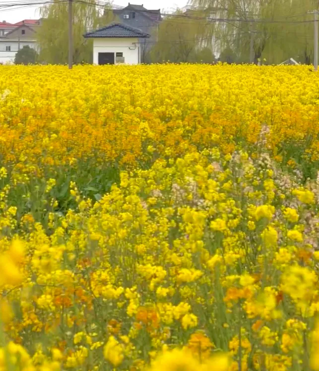 78f9d3873bc2ad9ac17b017a711037fb-sz_1255978