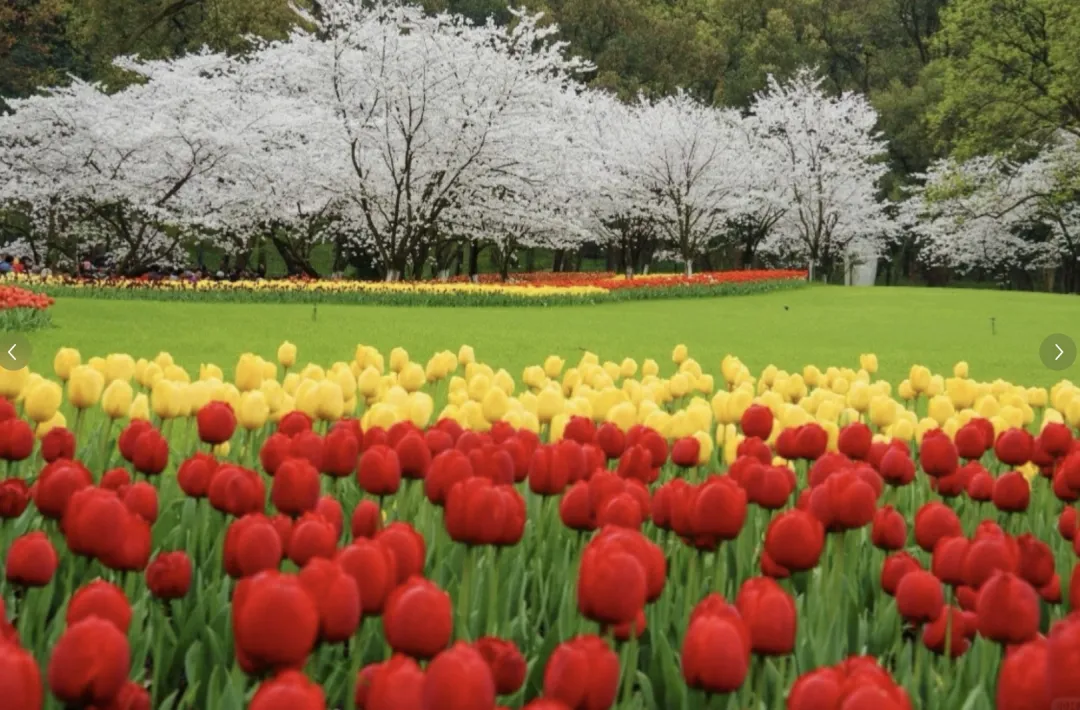 7a3e016b44b00a1ae40a438128c8a561-sz_1033444-1