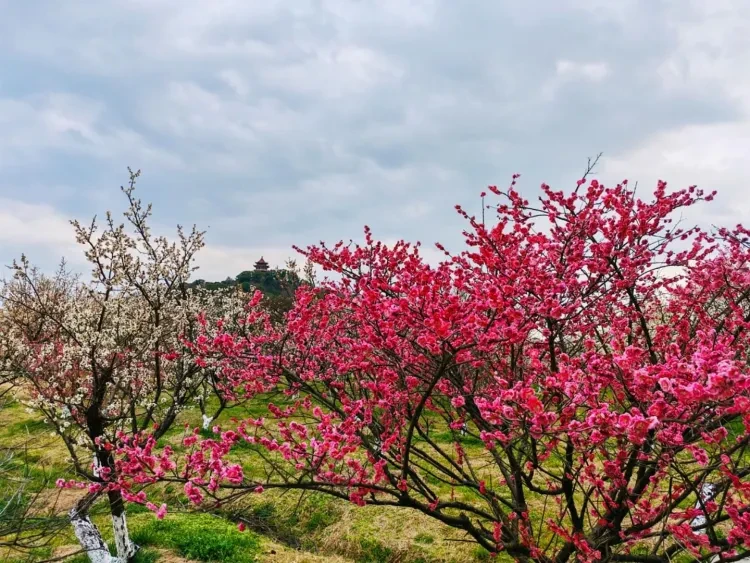 7a8068619ba9bad83930b21512db95ab-sz_357525