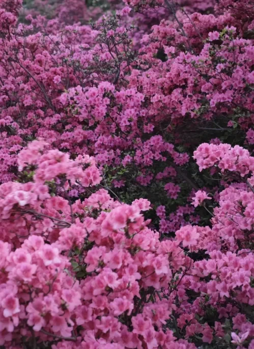 83d826e624b4ad7b3d09c69d7fb34352-sz_964604