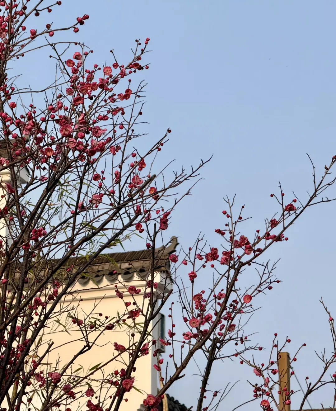 8626dc3f10cc59f660cf246170588a1f-sz_1562002