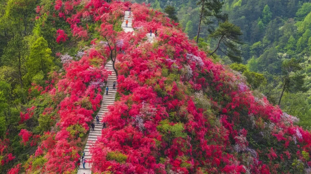 8899a8cdd28c169ebbb2b2d417435f68-sz_516642