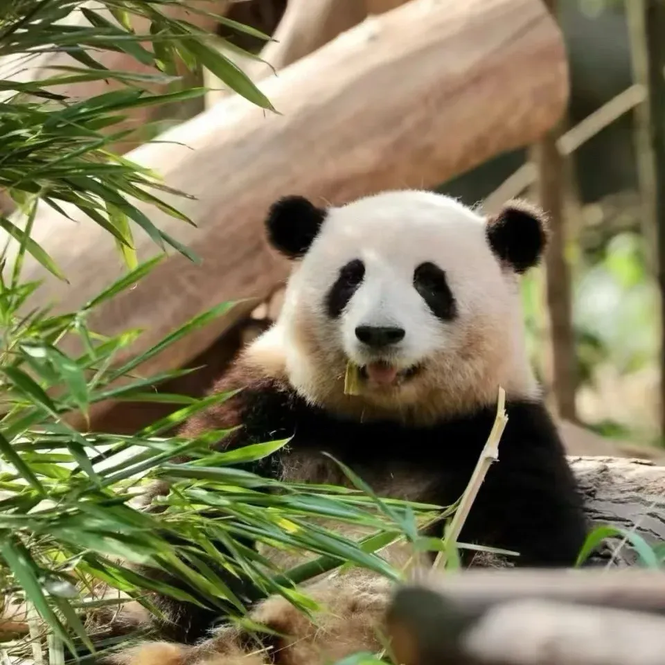 89f22a18326682128543528b5e128513-sz_1414173