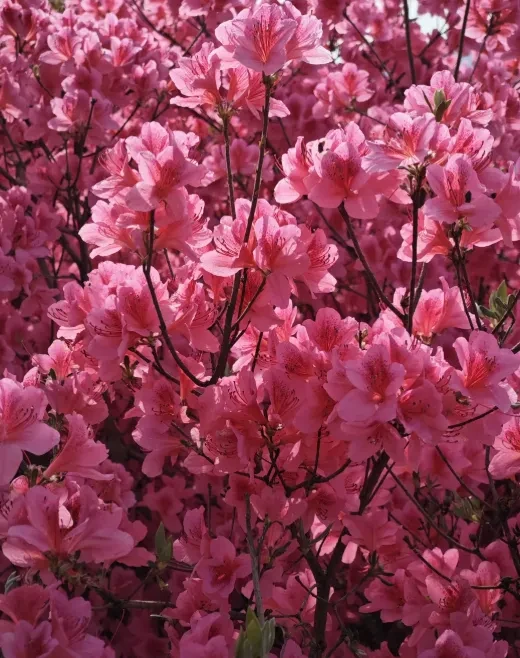 8a6555970491a439d8b553546f40c03d-sz_947921