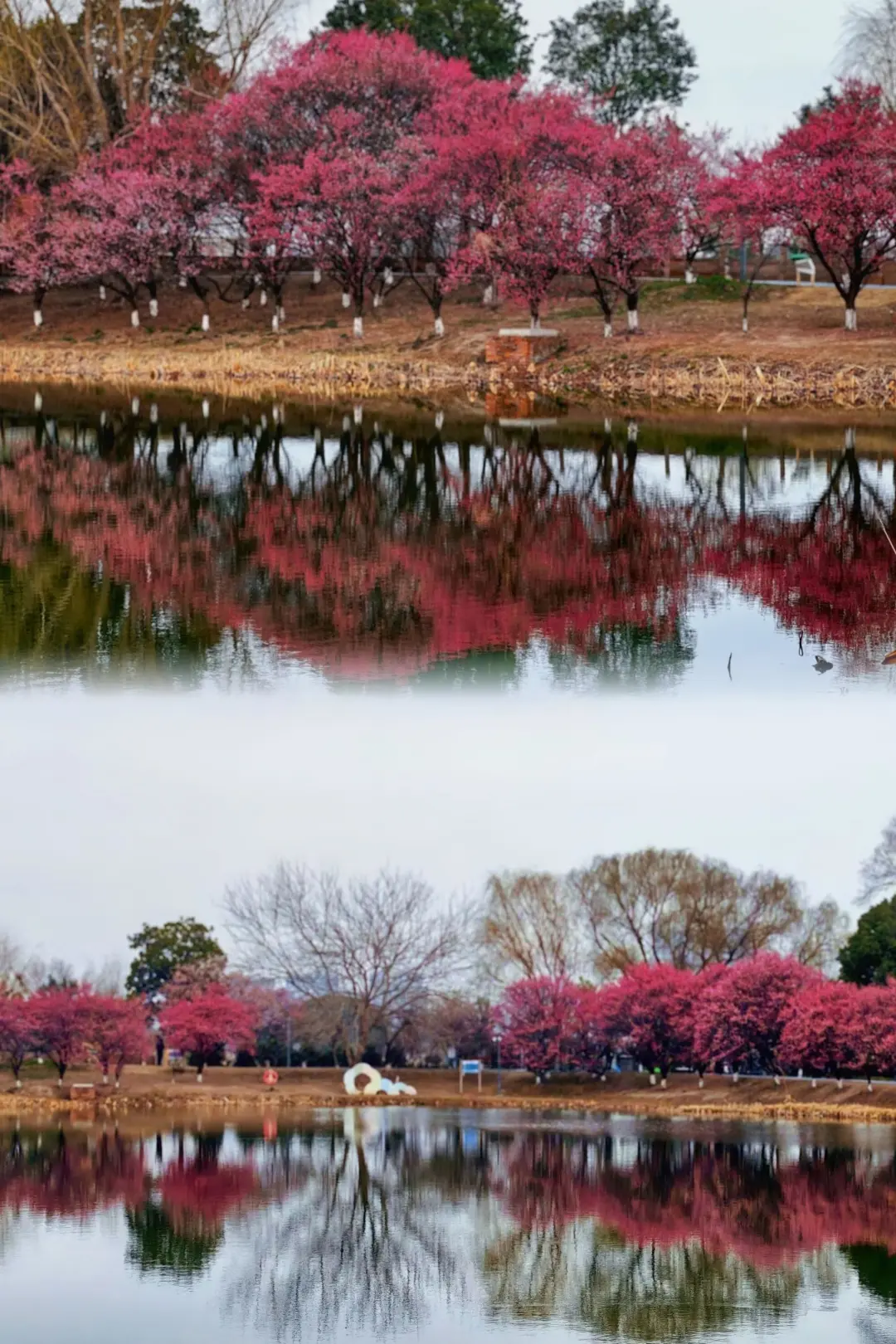 8ae82736ad7e37946551cc5526073f2d-sz_985986