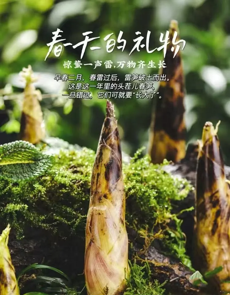 9516001b611d43daf5b81449a9957025-sz_135848