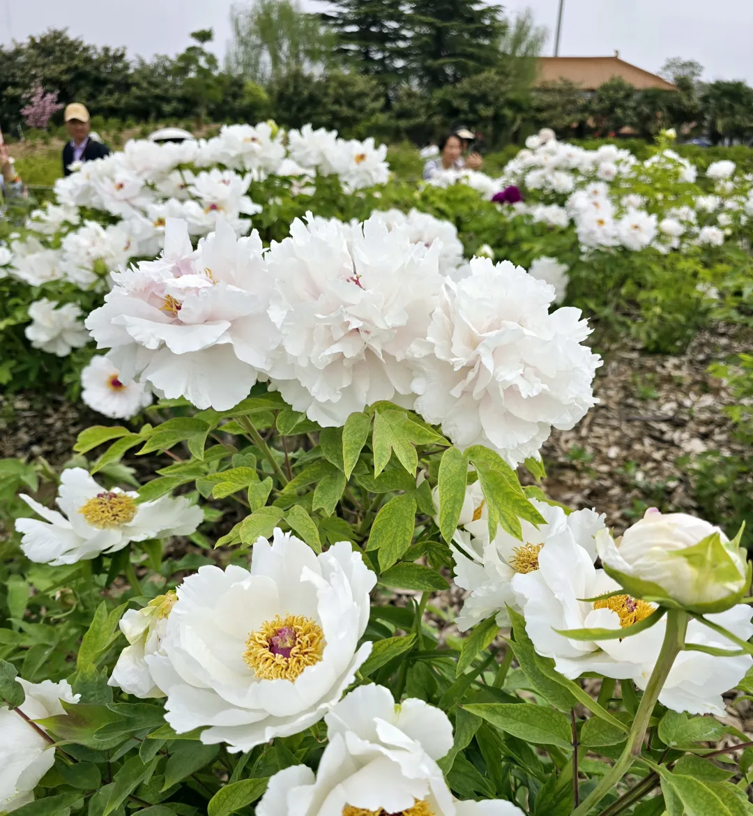 97e1264606b572787684a131e467616d-sz_3155902