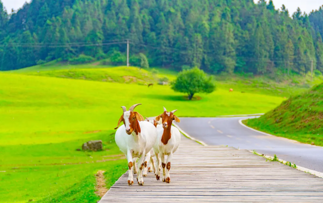 98630bcc347f01de739a54e443f4e853-sz_3023067