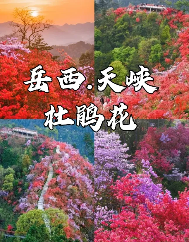 998868d8d6720288a62ca9527ab4c970-sz_1623482