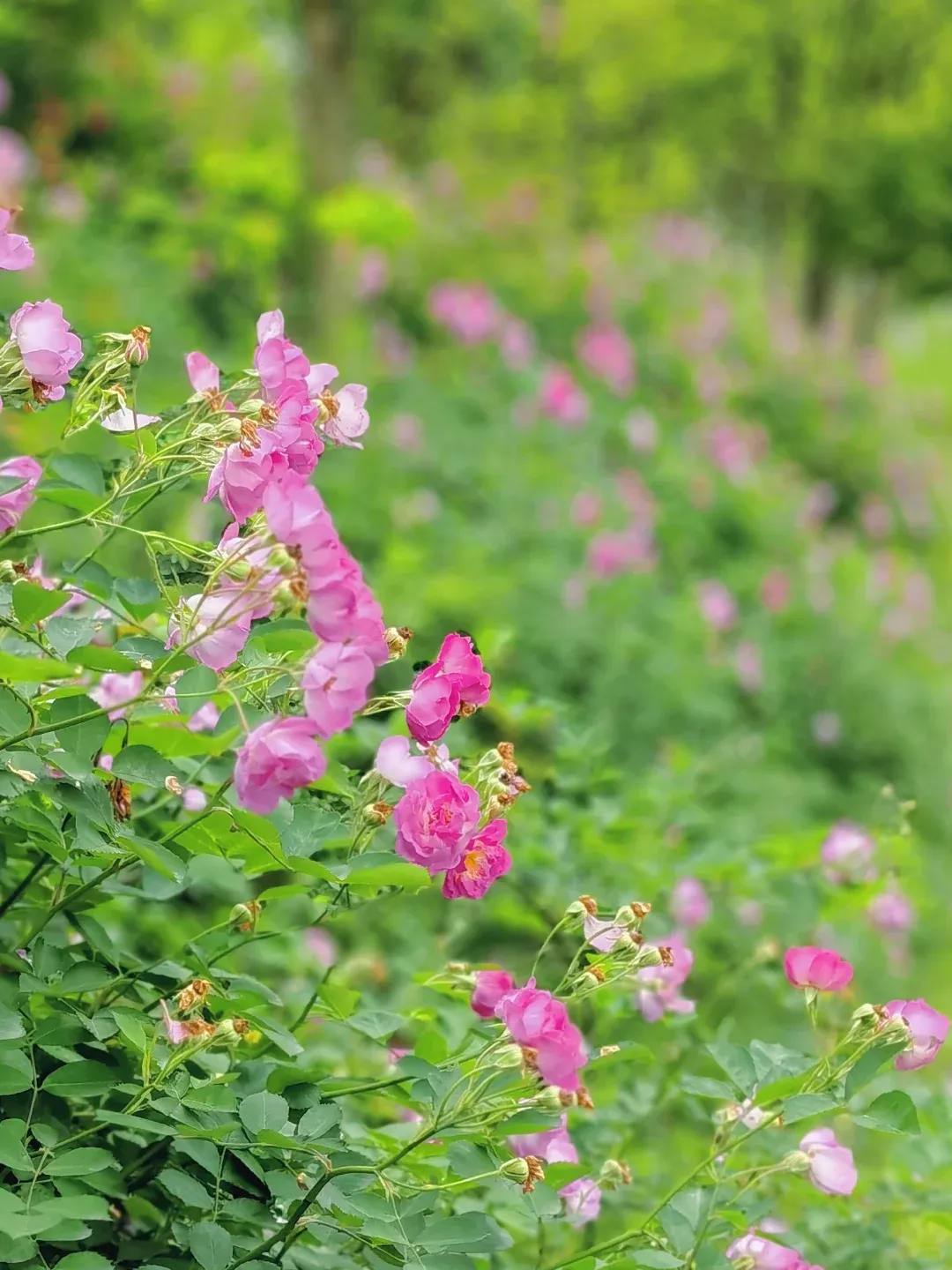 9d0ff236d27dfd56f2b5562804c6e80d-sz_1875696 9d0ff236d27dfd56f2b5562804c6e80d-sz_1875696