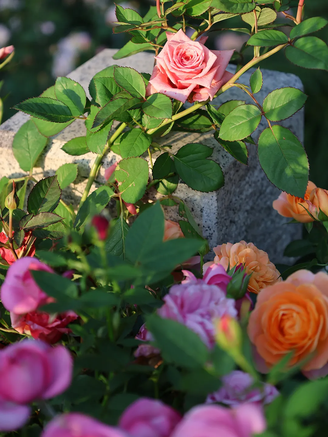 9d63a6024a2ffb37fb7b491398cdf964-sz_2342121