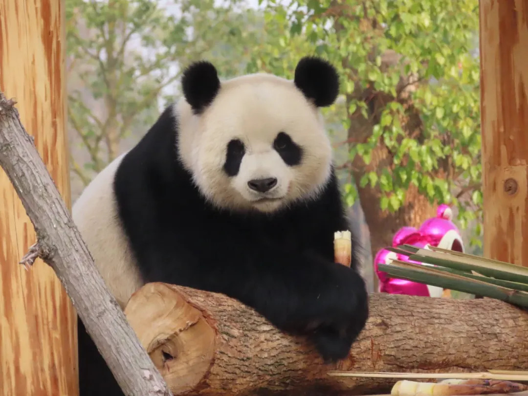 9d85abba39006d3e08fdd2ee173c9812-sz_3094406-5