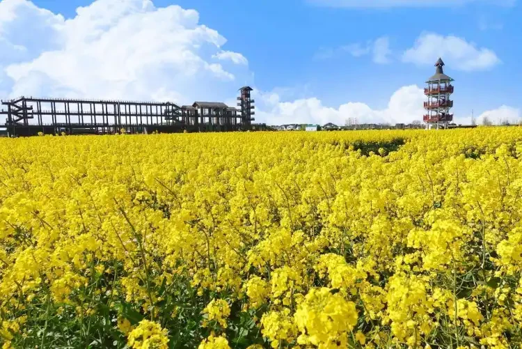 9e5a955f98360c2996ea1d26276422cc-sz_268217