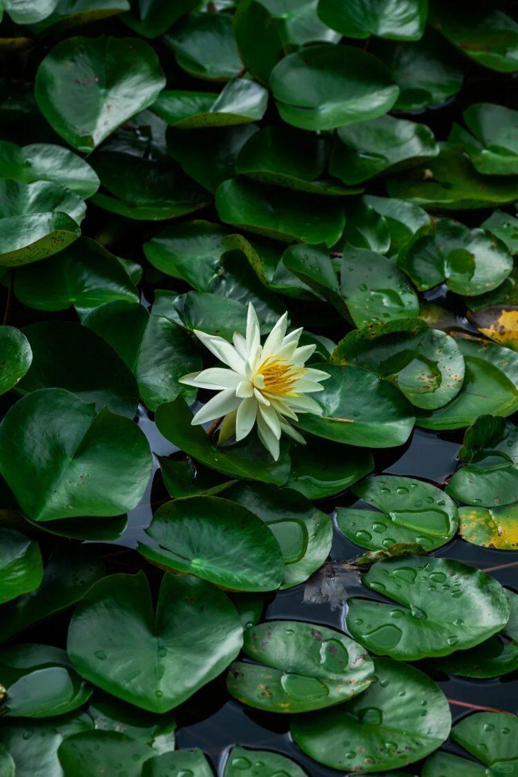 BPbHBpRkRLf2nrbbZRTu4EhQSfm9up-H