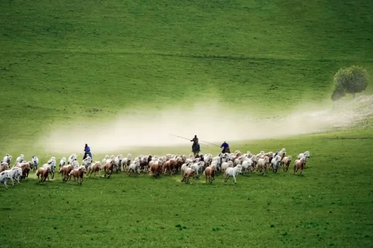 a339059e0ffac2e50c822b50de8f5ef6-sz_139364