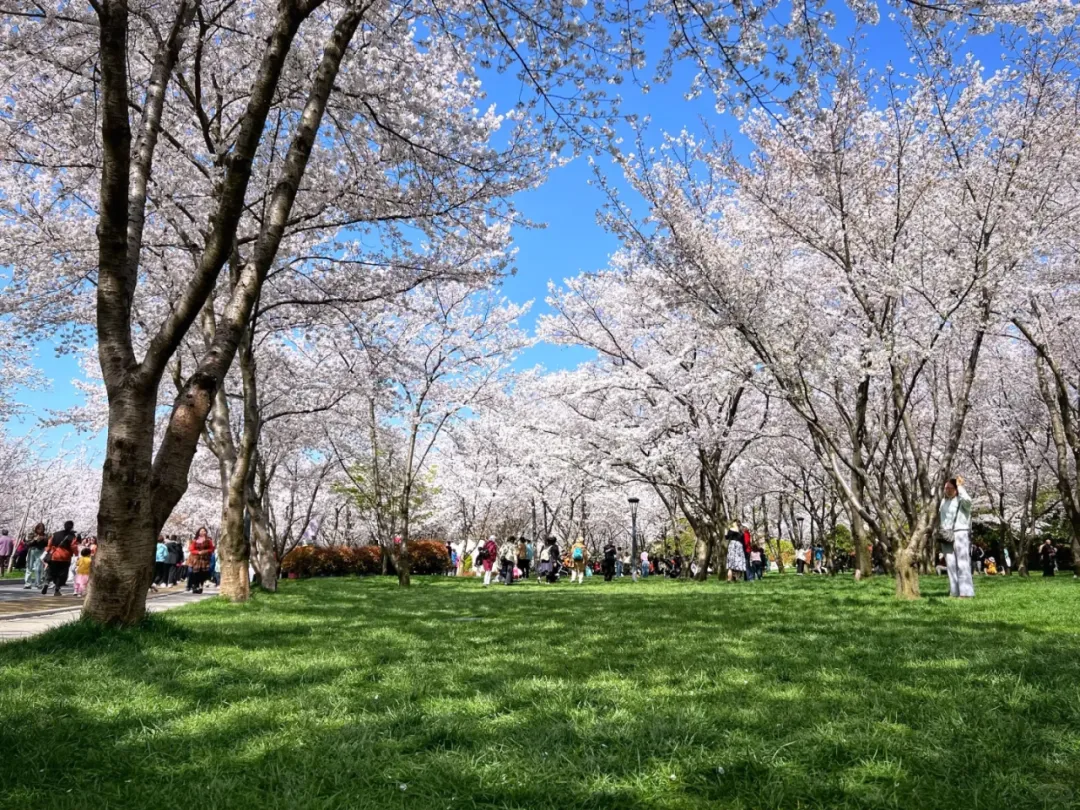 a68fec881b88e97d467091371f9bc986-sz_1915931