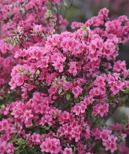 ab124d03c8658640d10b24d2d0a2449f-sz_932730