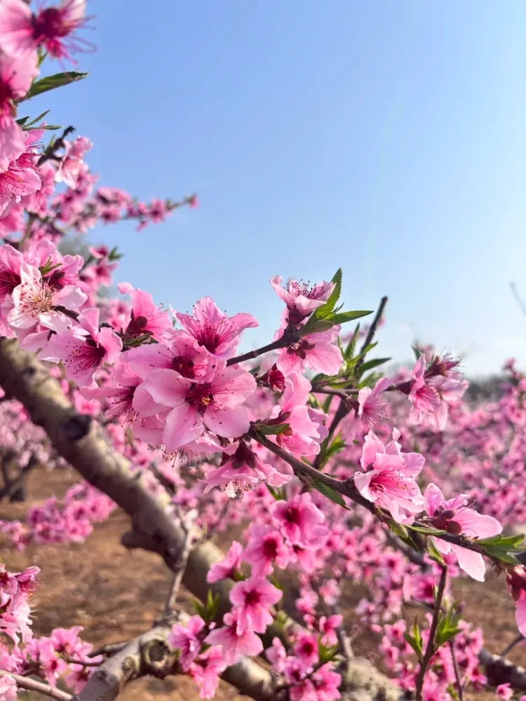 ac21f47906afb855fdee59e8a1e2c1bc-sz_2578401