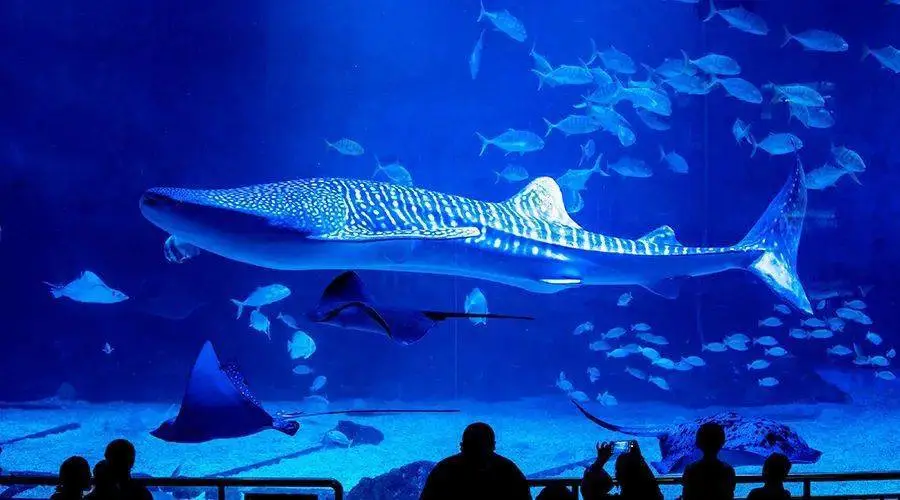 adbf0cc51389f6bcb279ae0022dea1ef-sz_58505