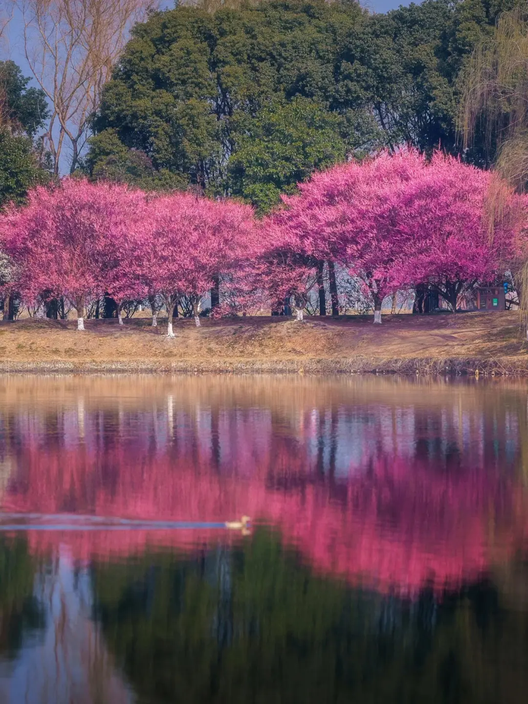 af439afa0765c57fad6ec990b2392699-sz_496363-1