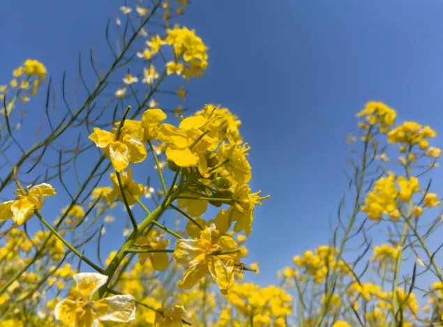 b086e13b9e6e862e5710f7d9cf4ceb30-sz_619940