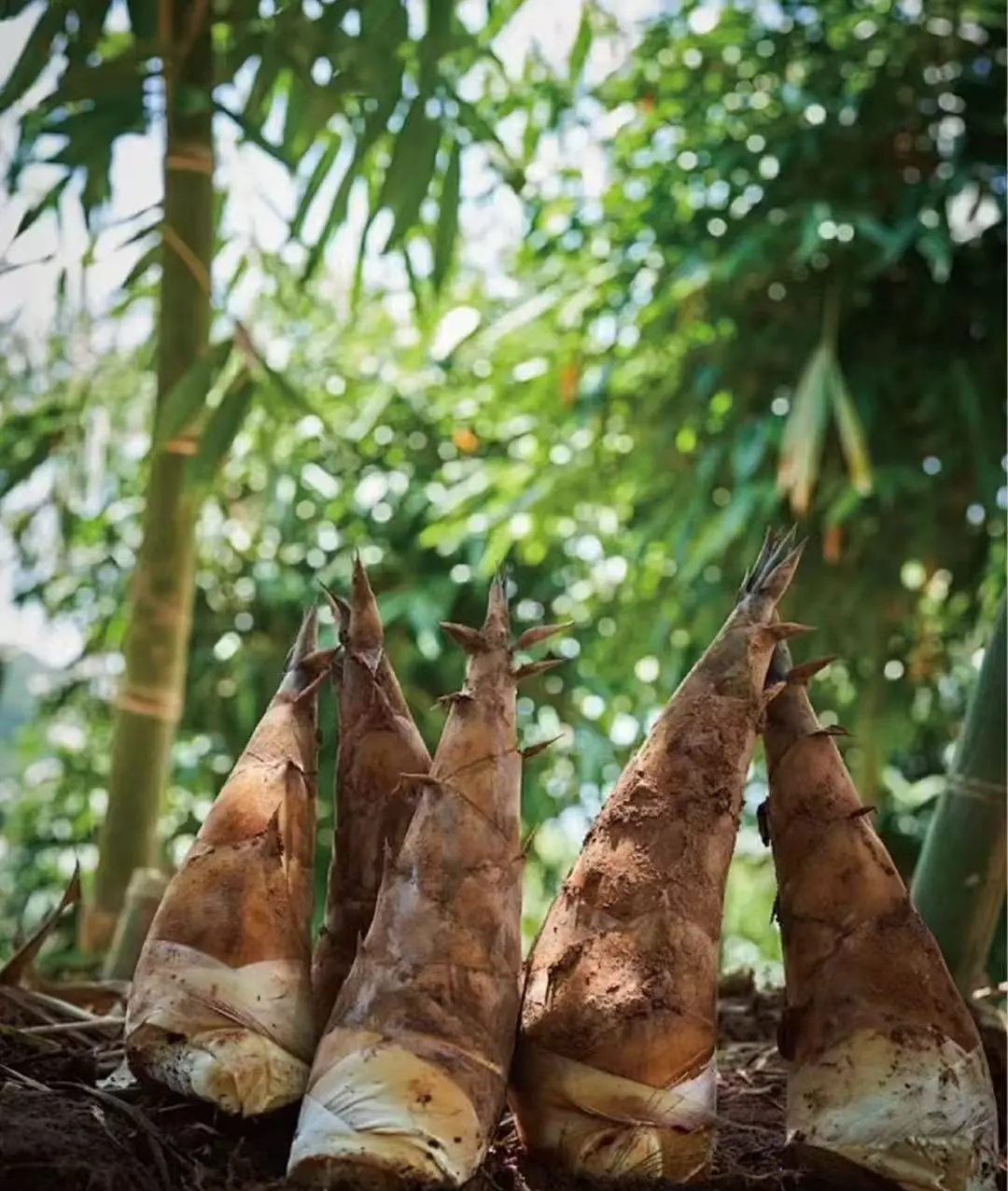 b4d1dbbed03cbb11905451baf7c6f0ce-sz_186354