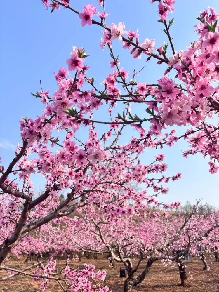 b6e525b99d51fb64a802a4f10c5d5eb7-sz_3278938