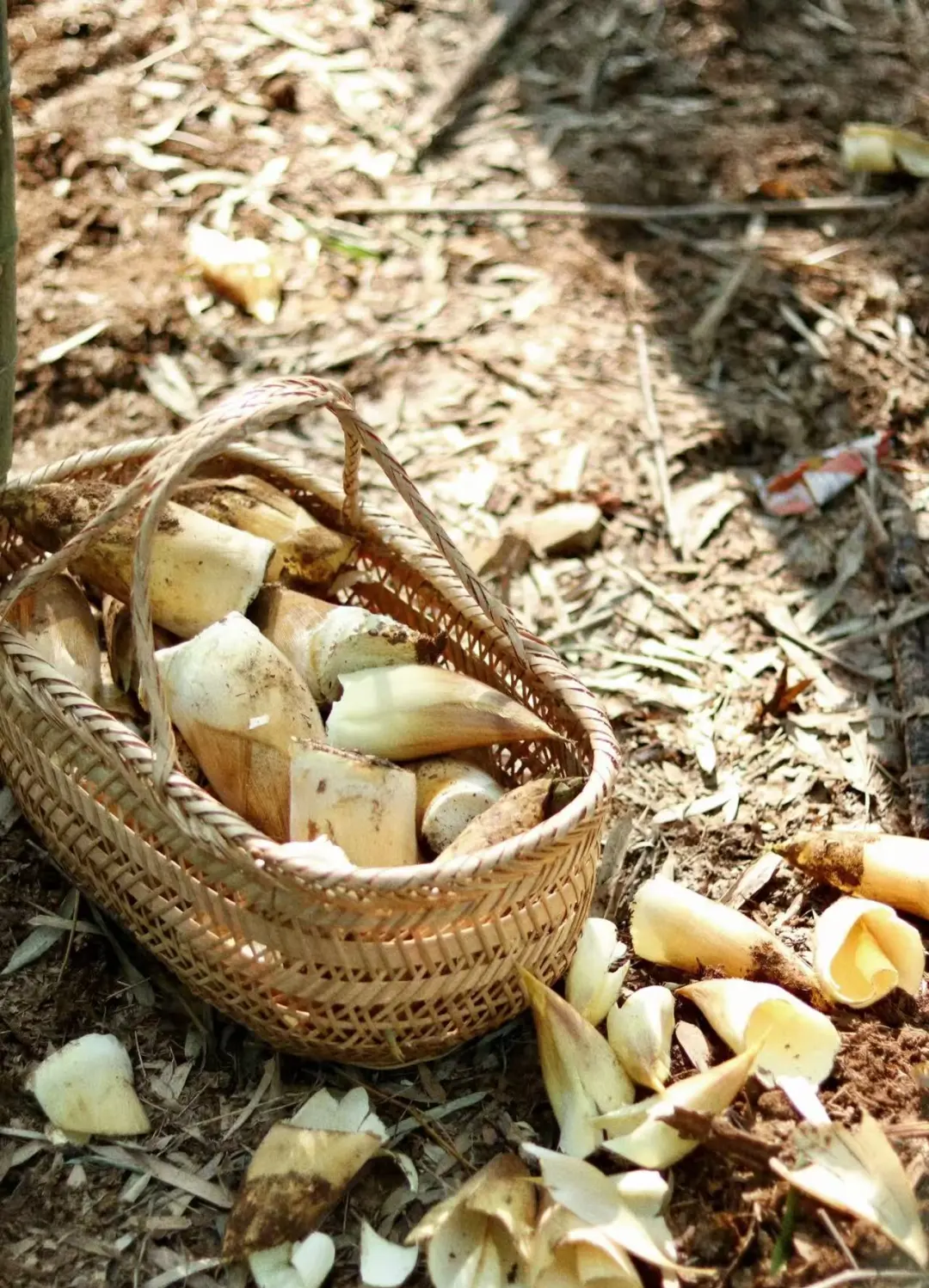 bd40b8de69b25a155c530729c637de0a-sz_395964