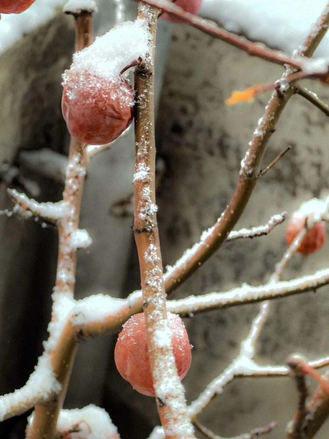 bdb56048def4b8ab3a48640349d12bb3-sz_245888