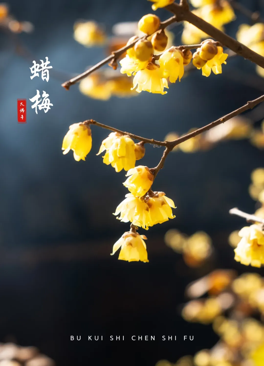 bff7a7c4d500fb0ce12e2b947440bede-sz_818693