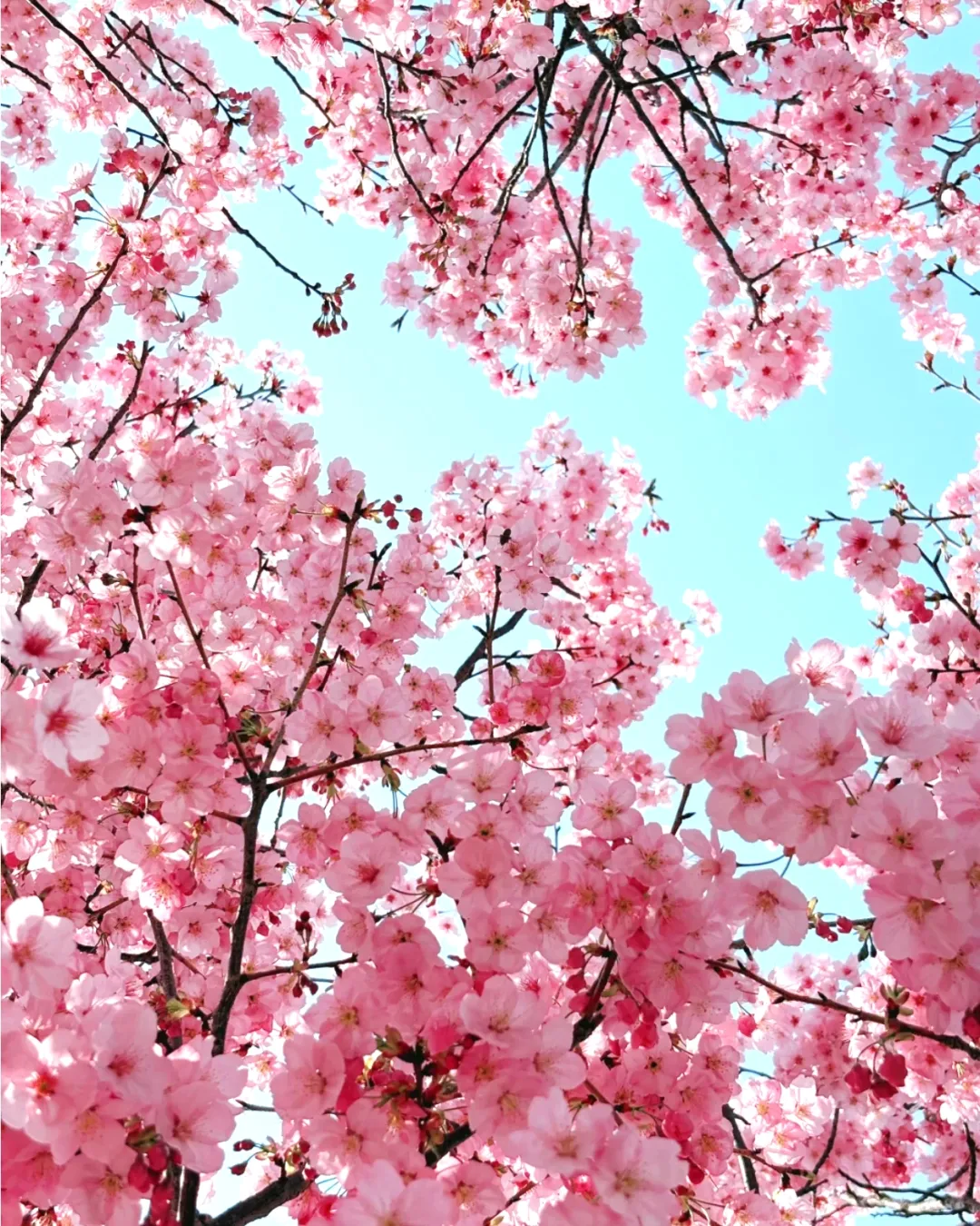 c04ceaf445f2f84f48fda6d4f2e4a964-sz_1564101