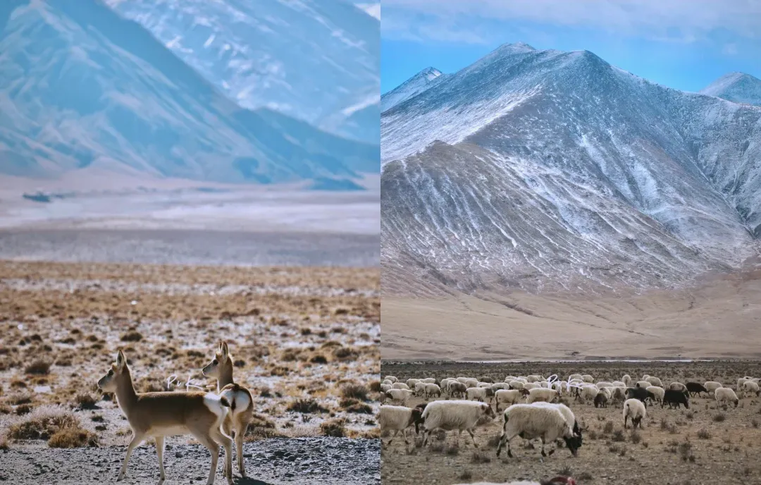 c57b5836c0e599698e49541d2d198b38-sz_2480611-2