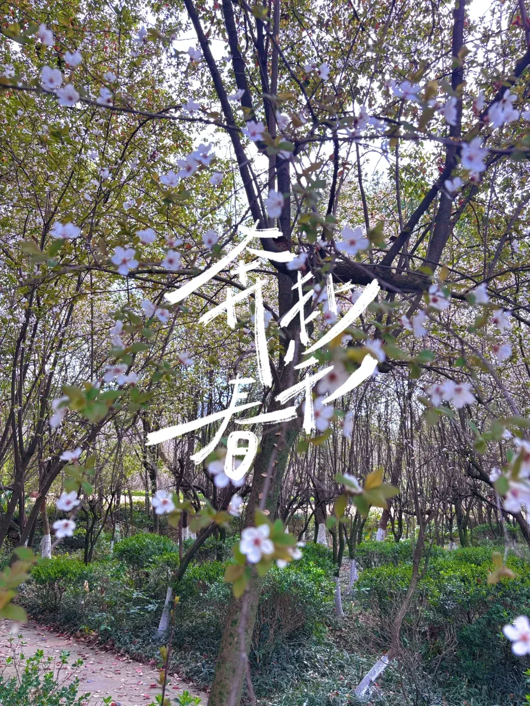 c7707f5a061d82f542d83384406b80ef-sz_3662454