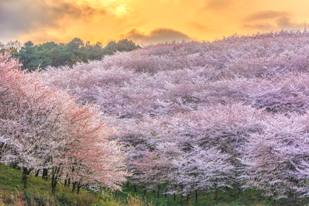 c95131c50852c7bed947cc6ca30624a9-sz_1260341-1 c95131c50852c7bed947cc6ca30624a9-sz_1260341-1