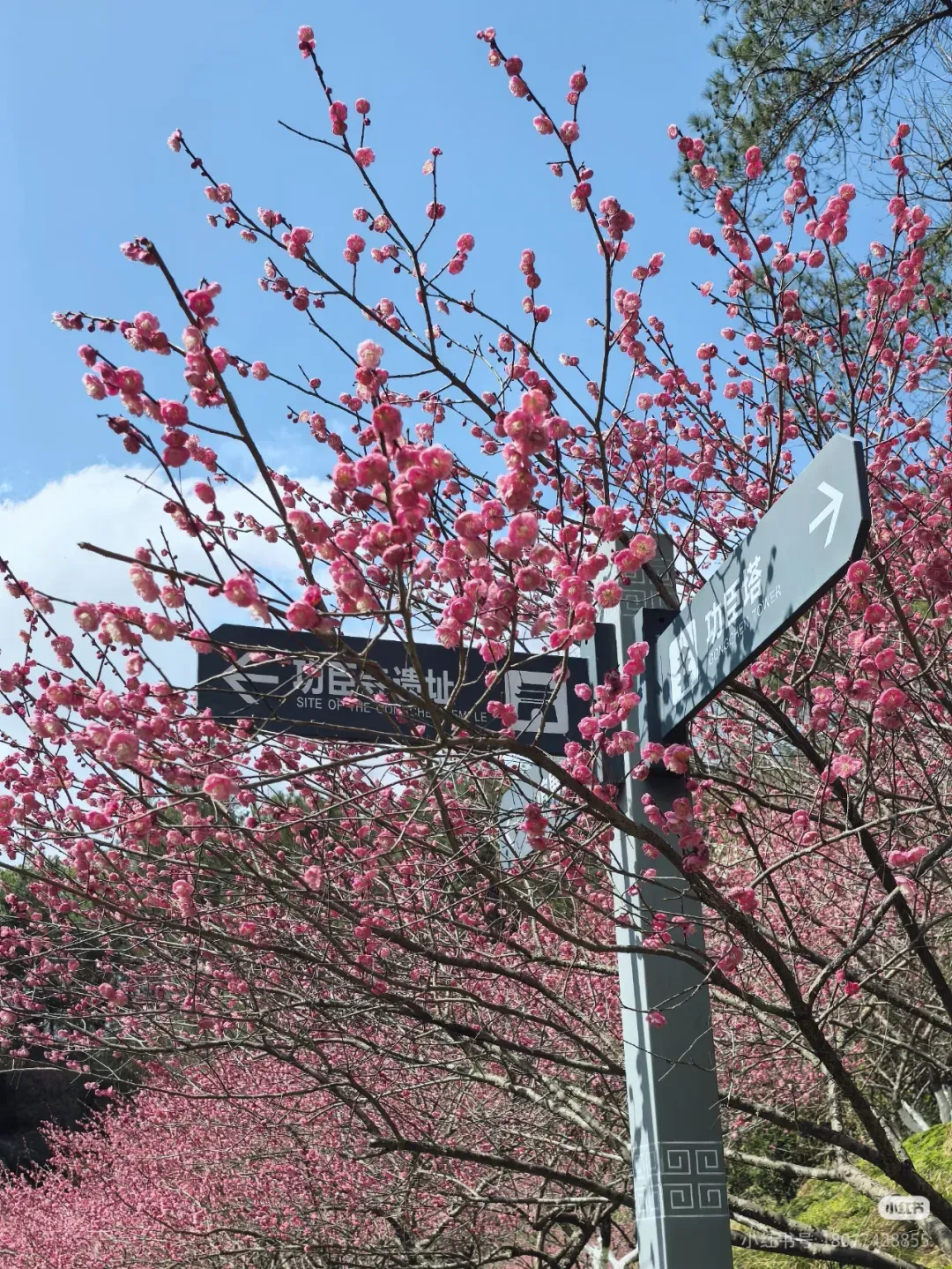 ced809b50393d73938300c6007725267-sz_2932220