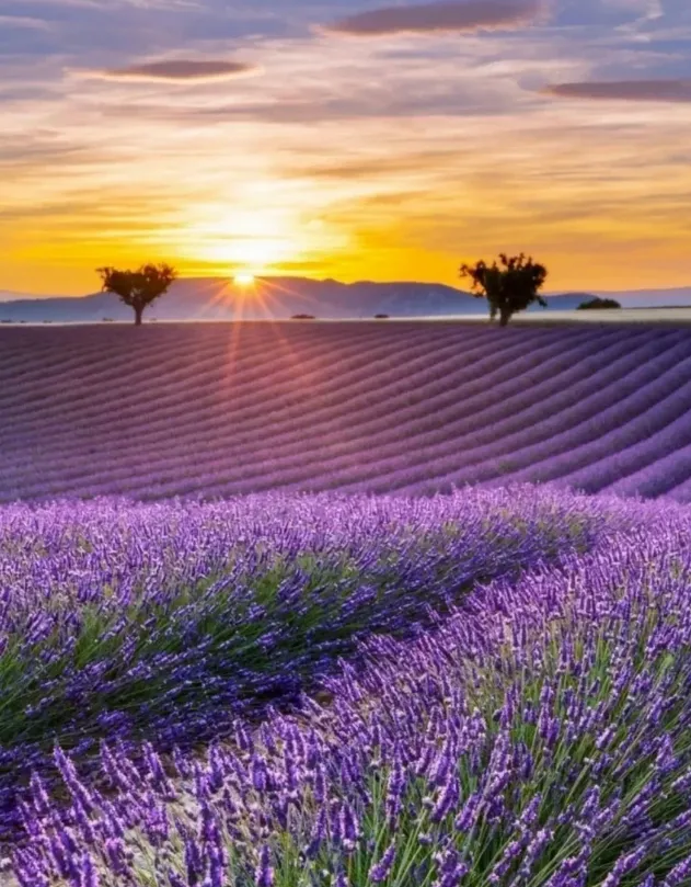 cf88d40ac44f3752c4366879a1660fc7-sz_1291718