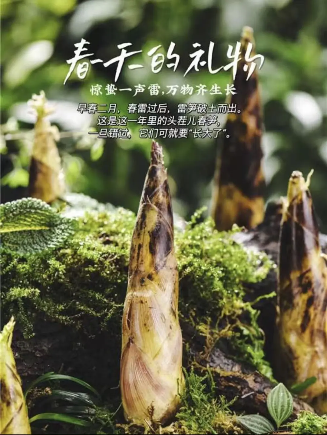 cff22f26ee2e1bdd1e73e67b3df949db-sz_213825-2