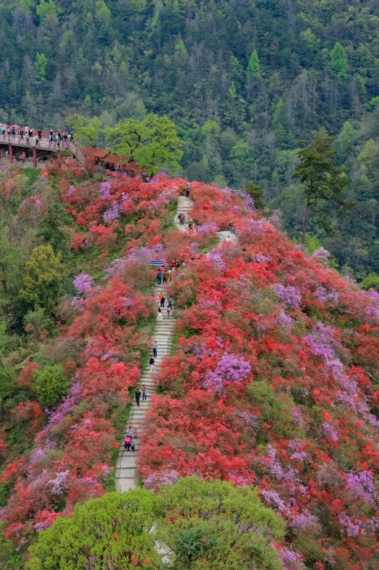 d044fa385587d718563f9ebf4b267352-sz_4730986