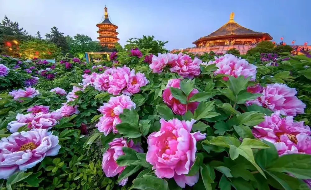 d10e11757f0cf2c9d5c42110a819bf04-sz_1081053