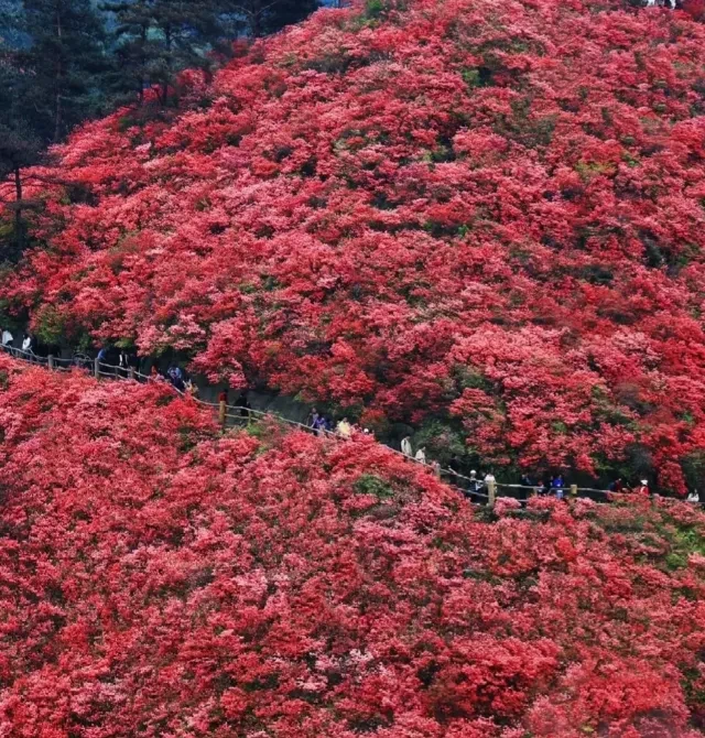 d6ef76c32ac0a71dc64cacfe1477e58e-sz_1373309