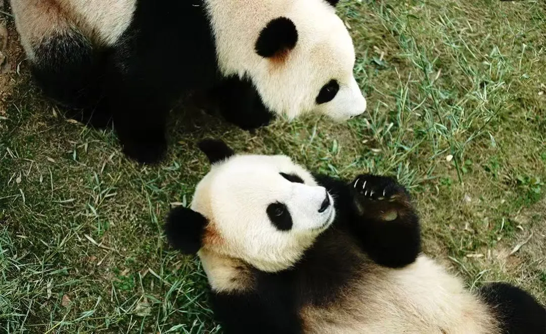 da9bf260a01b23ec73eac204665896c3-sz_179872