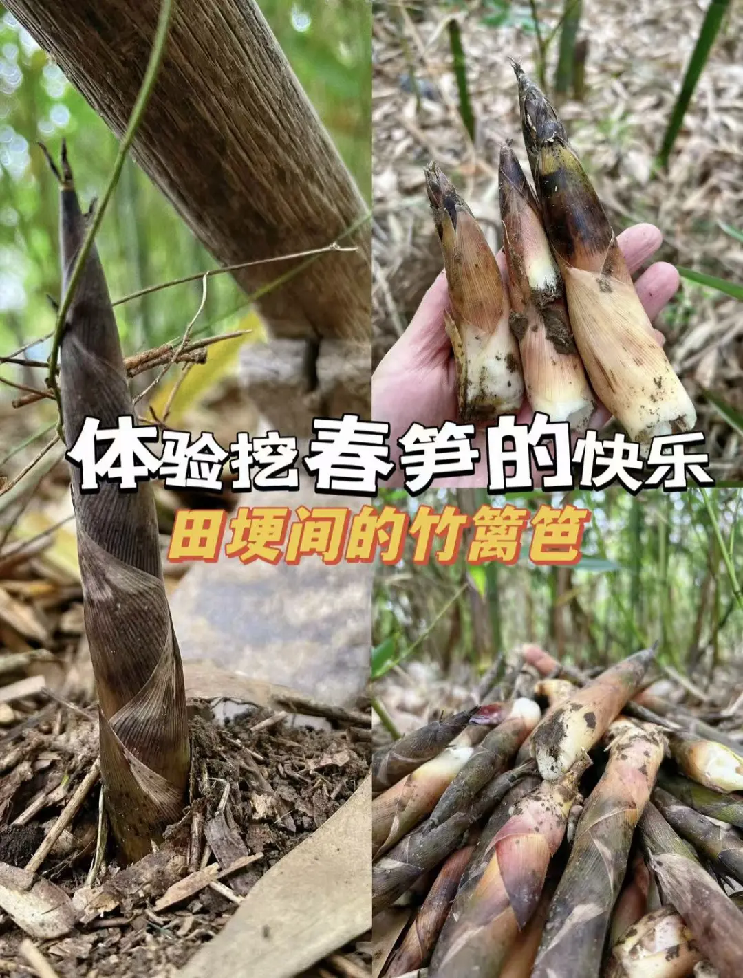 dc424798d4ab726d872d6b4132e5809e-sz_323576-2