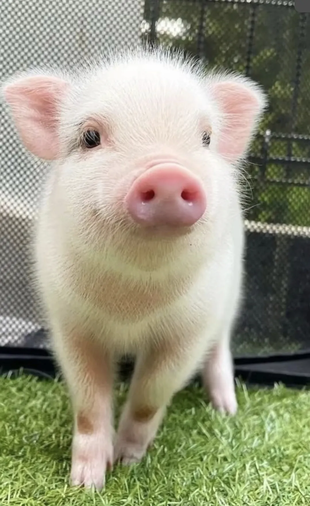 de3cd17eabc19a408270adf227887457-sz_1060769