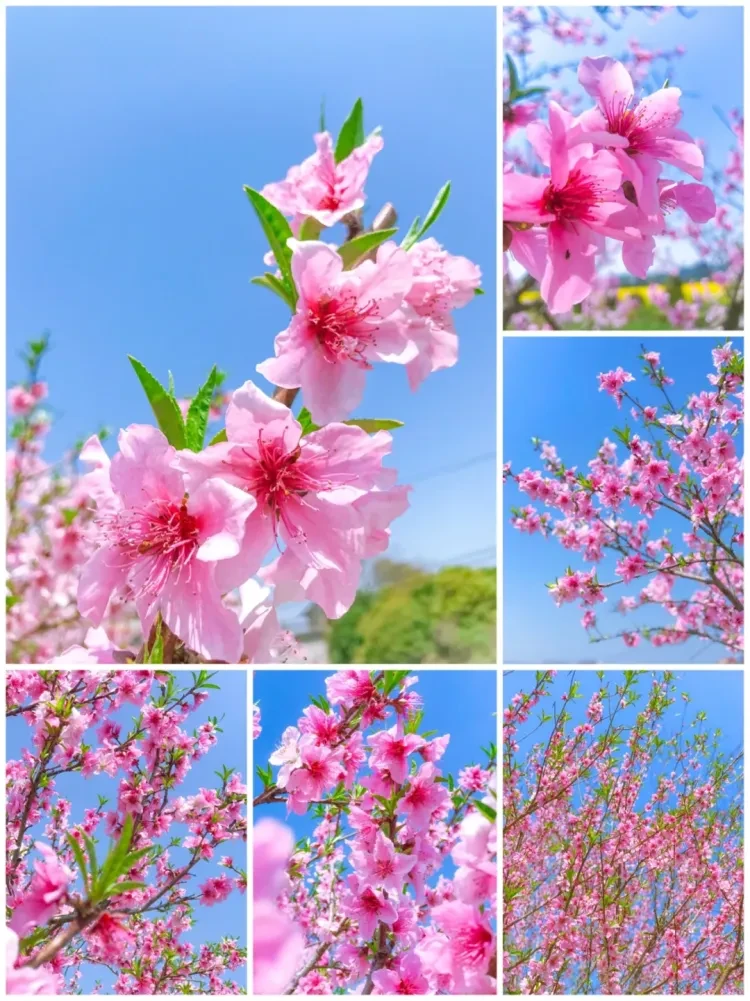 df625b08608897461436eb2a97a38641-sz_3085755