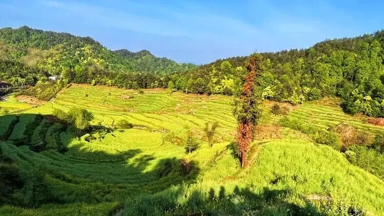 dfcc185264e6db18adc9e9788ce502f0-sz_93814