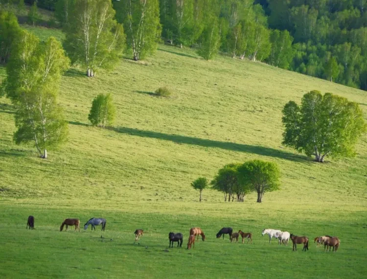 e6297750b4d36bdc57ee53c05365c631-sz_196497