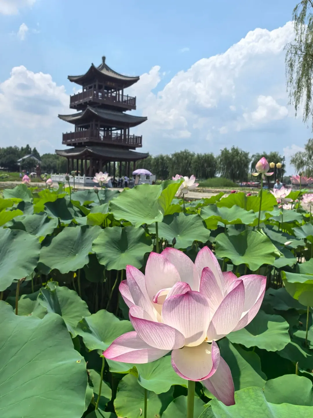 eeab1474267aaf7e3ebbc9dea3eb6930-sz_308252