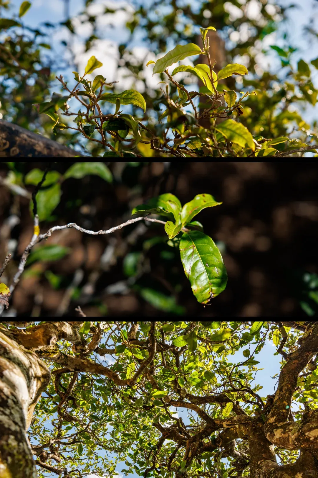 ef62ee523f8abfff8097f7f7945c8daa-sz_4124995-1